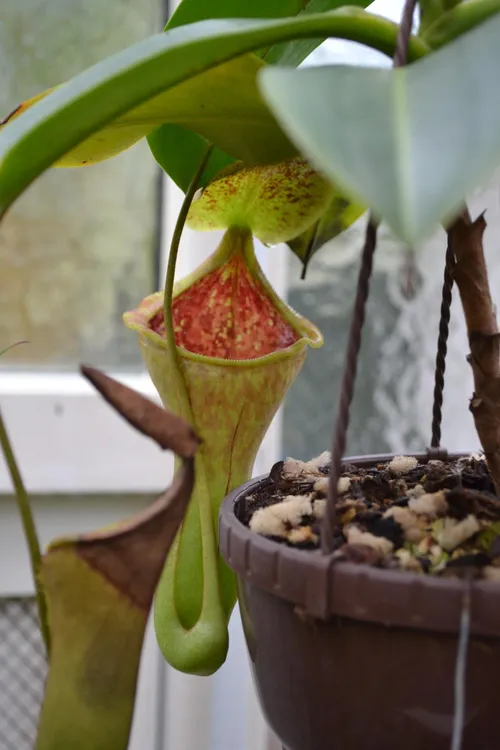 68. Spotted this pitcher right near the back - I think it might have been N. campanulata x lowii.