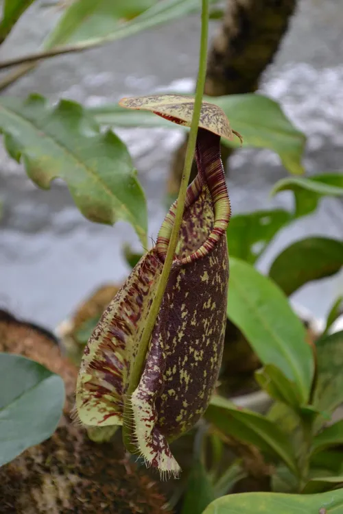 69. Moving into the lowland greenhouse, this is a Nepenthes rafflesiana lower pitcher.