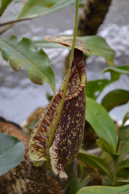 69. Moving into the lowland greenhouse, this is a Nepenthes rafflesiana lower pitcher