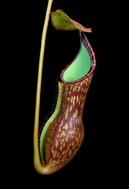 69. Nepenthes justinae, by Thomas Gronemeyer et al.