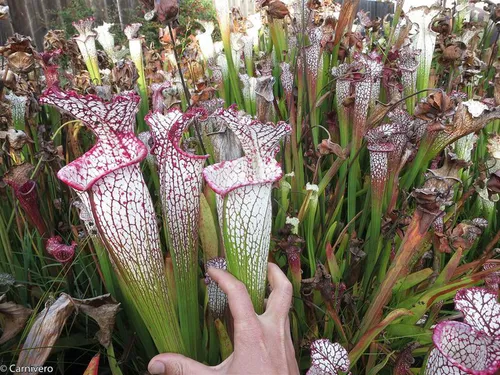 7. Sarracenia leucophylla "Drummonds Giant".