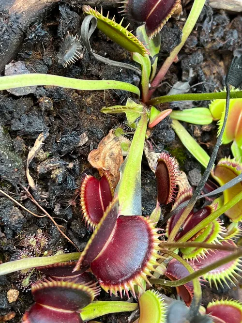 70. ...and Dionaea cultivars.