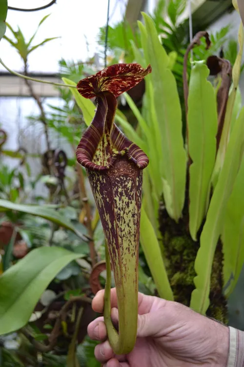 70. A lovely N. rafflesiana upper pitcher, with the characteristic raised lip at the front.