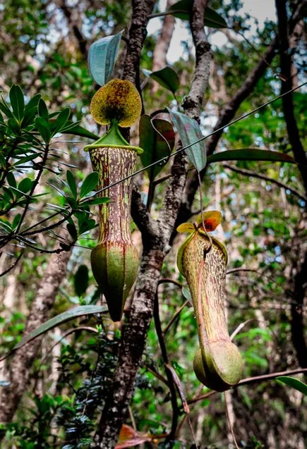 70. Nepenthes justinae, by Thomas Gronemeyer et al.