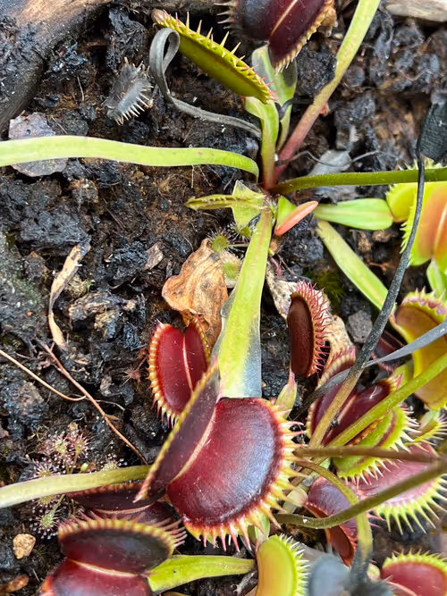 70. and Dionaea cultivars