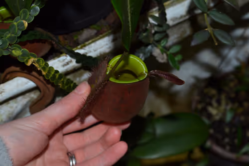 71. A tiny Nepenthes ampullaria - looks like the 'lime twist' clone
