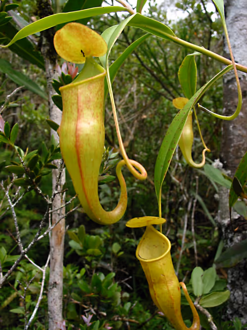 71. Nepenthes micramphora, by La cour des orchidées