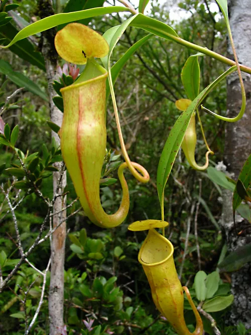 71. Nepenthes micramphora, by La cour des orchidées