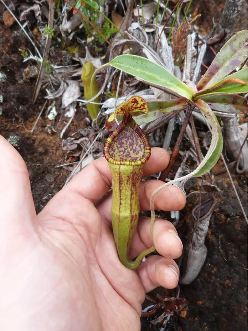 72. Nepenthes micramphora, by Mark Rouse