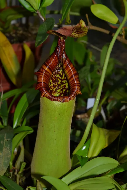 72. Nepenthes truncata.