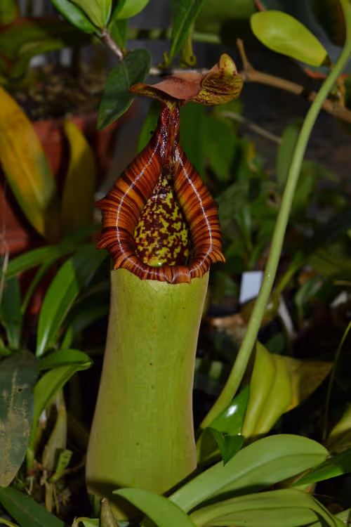 72. Nepenthes truncata