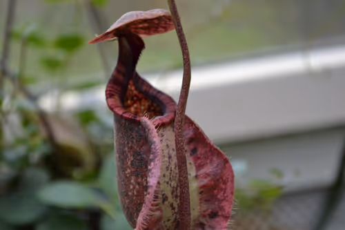 73. Another N. rafflesiana lower pitcher