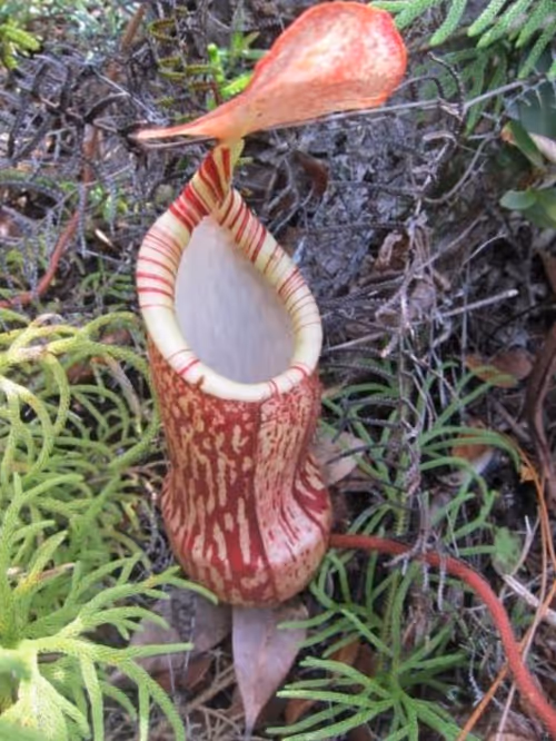 73. Putative hybrid involving N. peltata, by Victor B. Amoroso et al