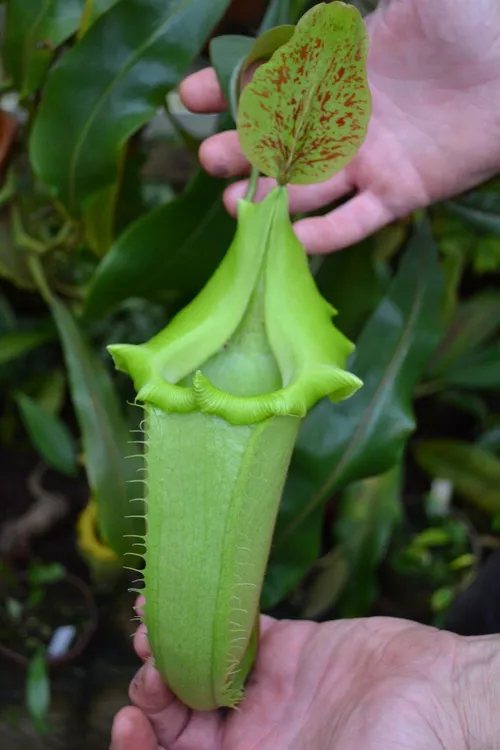 74. Another N. veitchii form, with bright green pitchers.