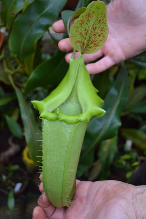 74. Another N. veitchii form, with bright green pitchers