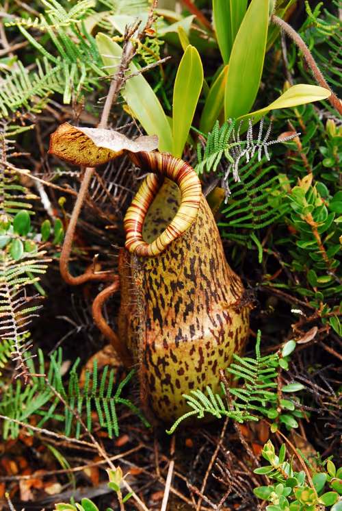 74. Putative hybrid involving N. peltata, by Thomas Gronemeyer