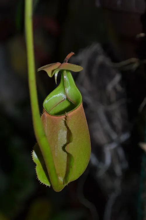 75. Finally, the distinctive fanged pitchers of Nepenthes bicalcarata.