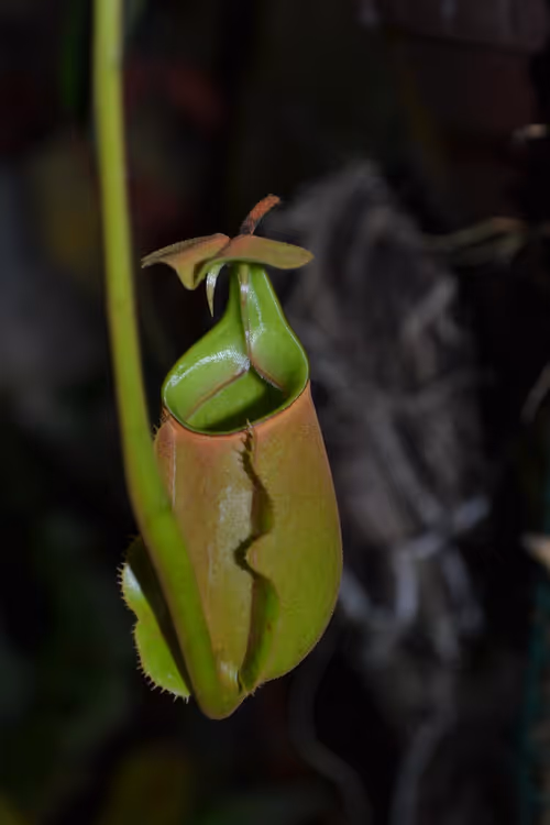 75. Finally, the distinctive fanged pitchers of Nepenthes bicalcarata