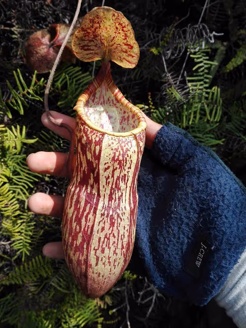 76. Putative hybrid involving N. peltata, by Rey Bonnin Gonzaga Naparan