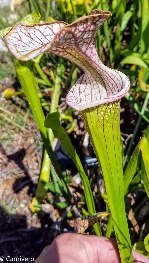 8. Sarracenia "Adrian Slack" x "Daniel Rudd".