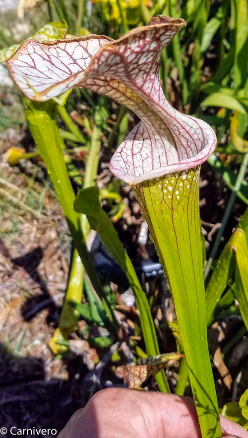 8. Sarracenia "Adrian Slack" x "Daniel Rudd"