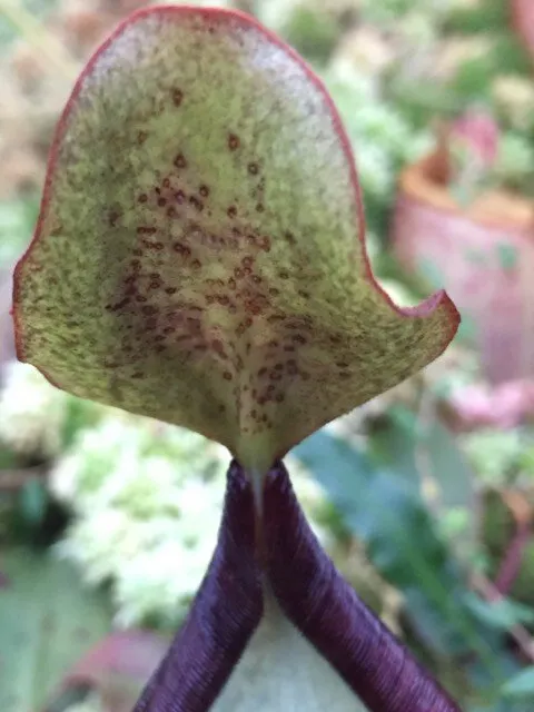 80. A natural hybrid from wild-collected N. peltata seed, likely with a N. justinae pollen parent, by Matt Richardson