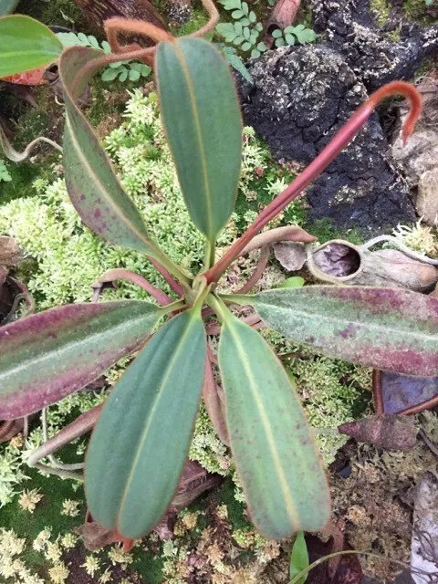 82. A natural hybrid from wild-collected N. peltata seed, likely with a N. justinae pollen parent, by Matt Richardson