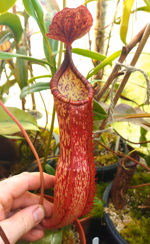 83. Cultivated natural hybrid from N. peltata seed, by Gareth Davies