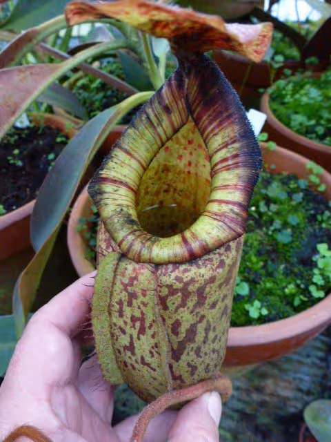 84. Cultivated natural hybrid from N. peltata seed, by Shinya Yamada