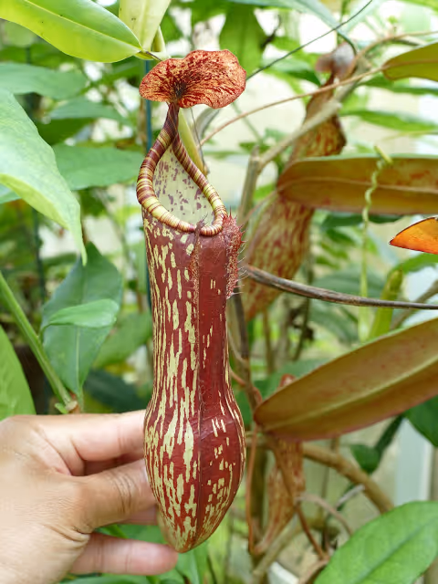 85. Cultivated natural hybrid from N. peltata seed, by Francois Mey