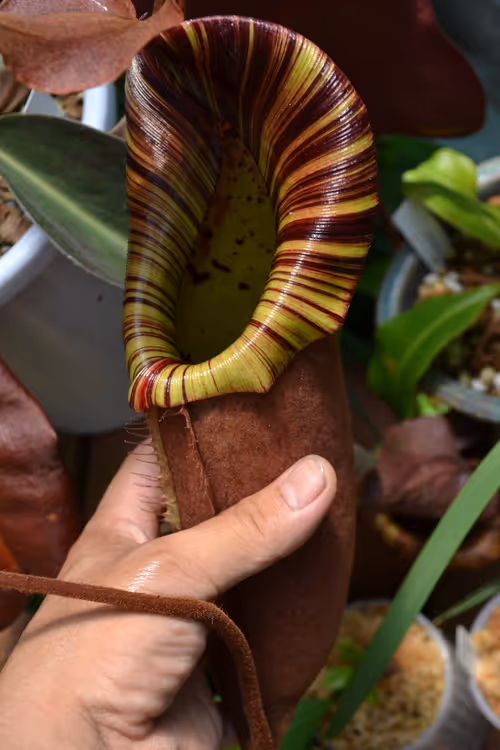 89. N. truncata x peltata (likely Red Phantom), by @studios_s_s