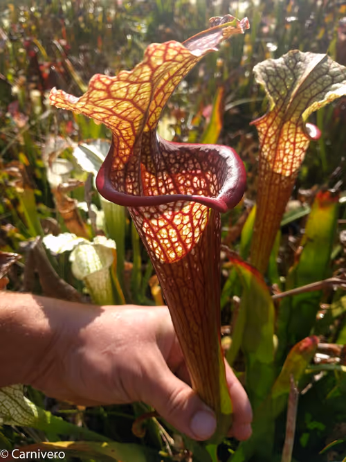 9. Sarracenia 'Saurus'