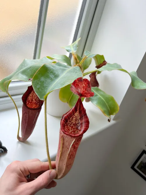 A Nepenthes growing happily on an east-facing windowsill.