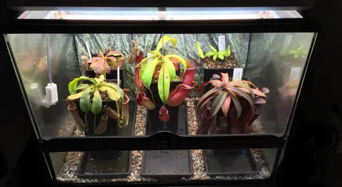 A Nepenthes terrarium with a T5 grow light, built by me many years ago.