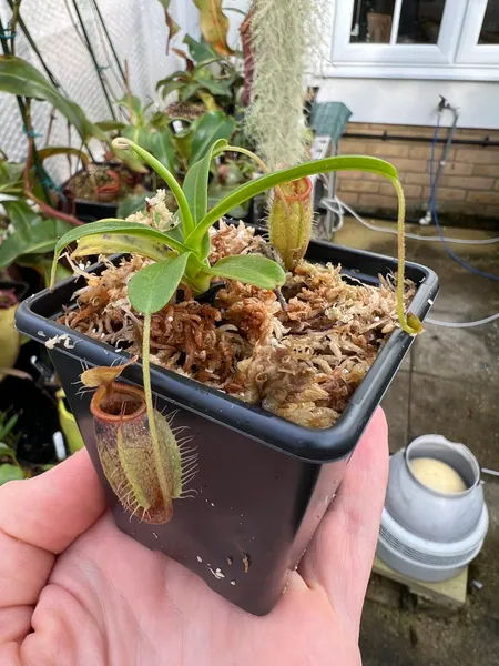 Nepenthes undulatifolia: A Nepenthes undulatifolia seedling, as I received it many years ago.