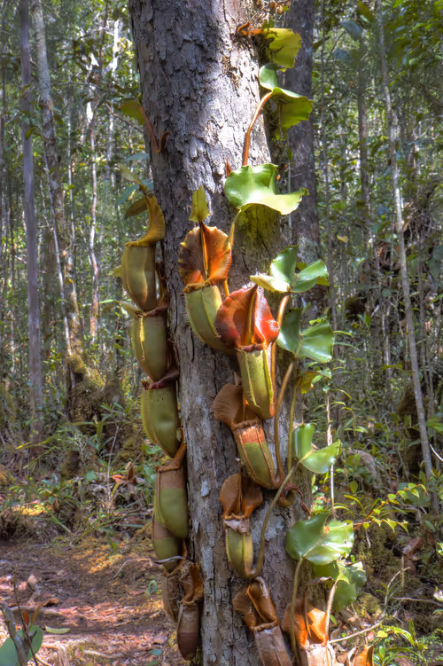 01. Drew: One of my favourite sites, Nepenthes veitchii from the Maliau Basin. Some of N. veitchii here were climbing 30 feet tall around these trees!