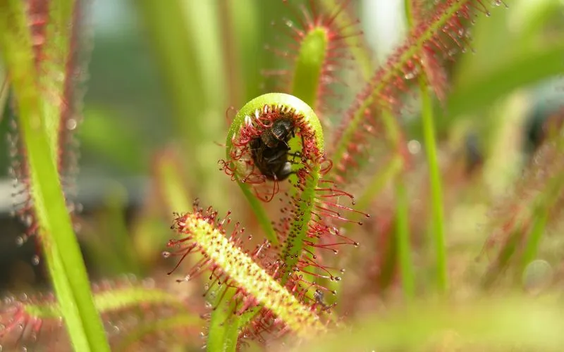 A cape sundew (Drosera capensis) enwraps a struggling fly.