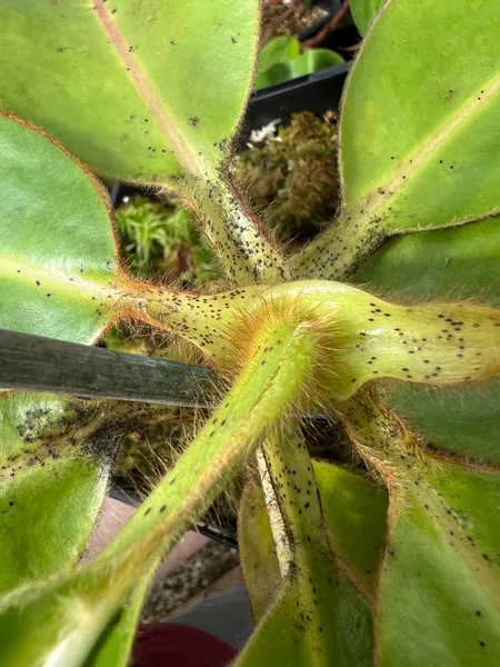 Nepenthes glandulifera: A close-up of the leaves showing the hair and nectar glands.