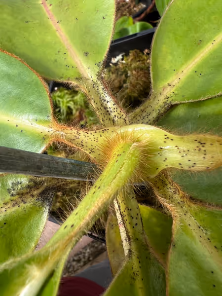 Nepenthes glandulifera: A close-up of the leaves showing the hair and nectar glands