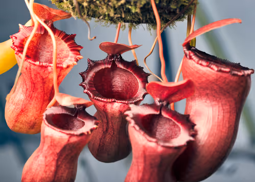 A complex hybrid, Nepenthes ventricosa-squat x [ventricosa x (lowii x ventricosa)]
