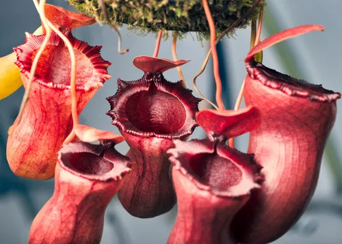 A complex hybrid, Nepenthes ventricosa-squat x [ventricosa x (lowii x ventricosa)]