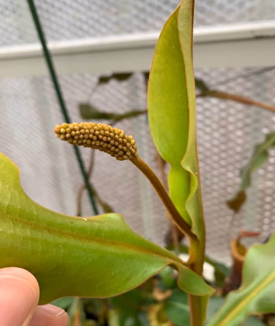 A developing female flower emerging from one of my Nepenthes.