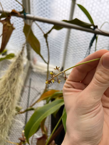 Nepenthes aristolochioides: A female inflorescence on my N. aristolochioides - they tend to produce very few flowers per spike