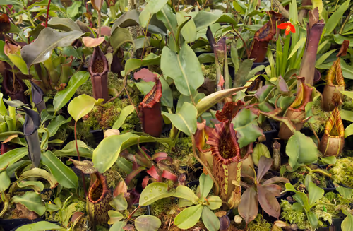 A fresh Exotica Plants import in the Redleaf Exotics nursery