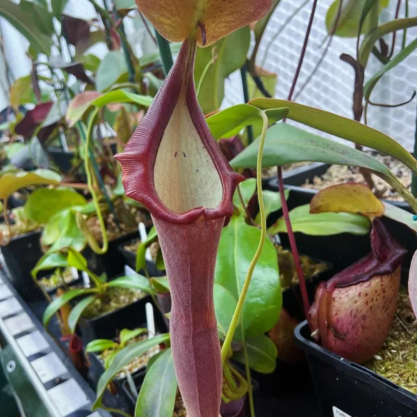 Nepenthes lingulata x truncata