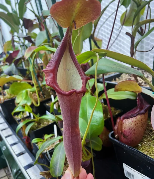 Nepenthes lingulata x truncata: A freshly opened pitcher - tall, elongated, and narrow.