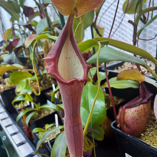 Nepenthes lingulata x truncata
