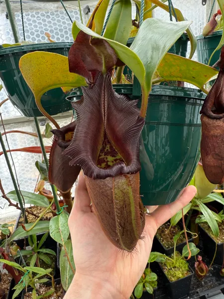 Nepenthes nebularum: A fully aged pitcher, the peristome darkened to a deep rusty red and the body to brown