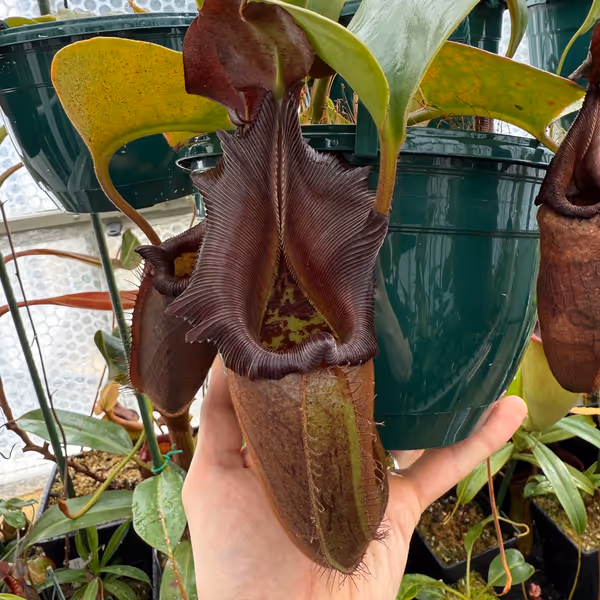 Nepenthes nebularum