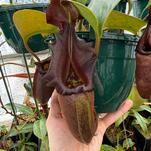 Nepenthes nebularum